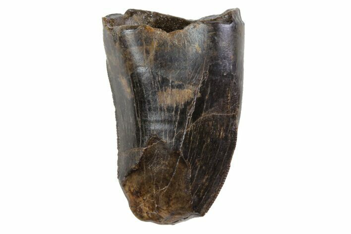 Tyrannosaur (Nanotyrannus) Tooth - Feeding Worn #74141